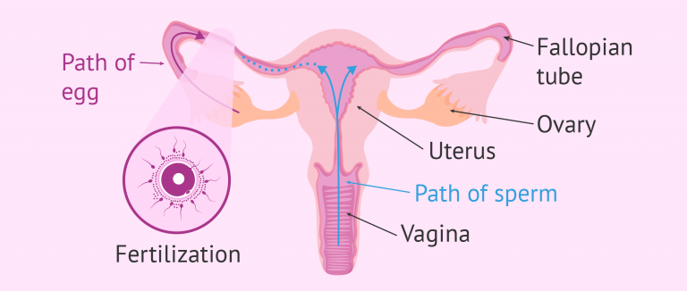How Does Sperm Travel in the Female Body? - Begin Before Birth