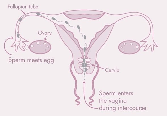 Sperm Travel in the Female Body